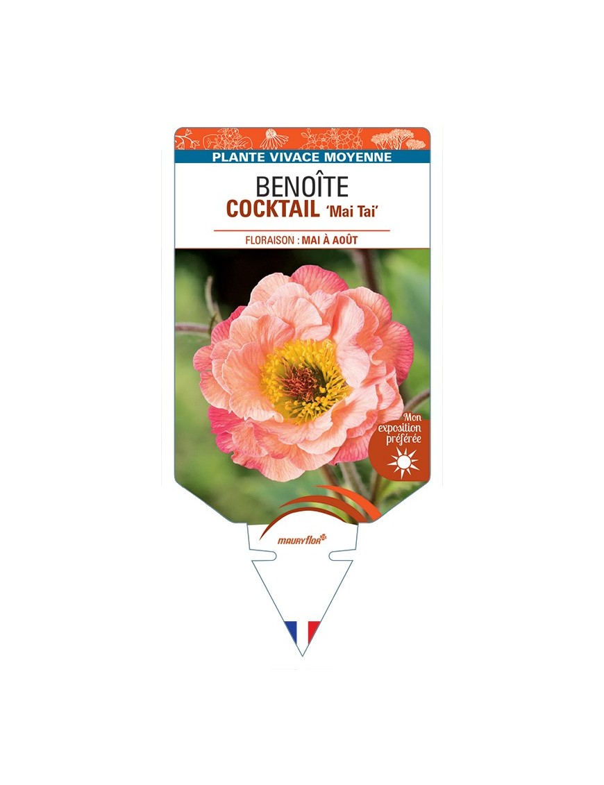 GEUM COCKTAIL Mai Tai voir Benoîte