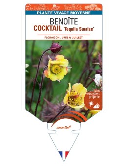 GEUM COCKTAIL Tequila Sunrise voir Benoîte