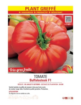 TOMATE BUFFALOSTEAK F1 Plant greffé