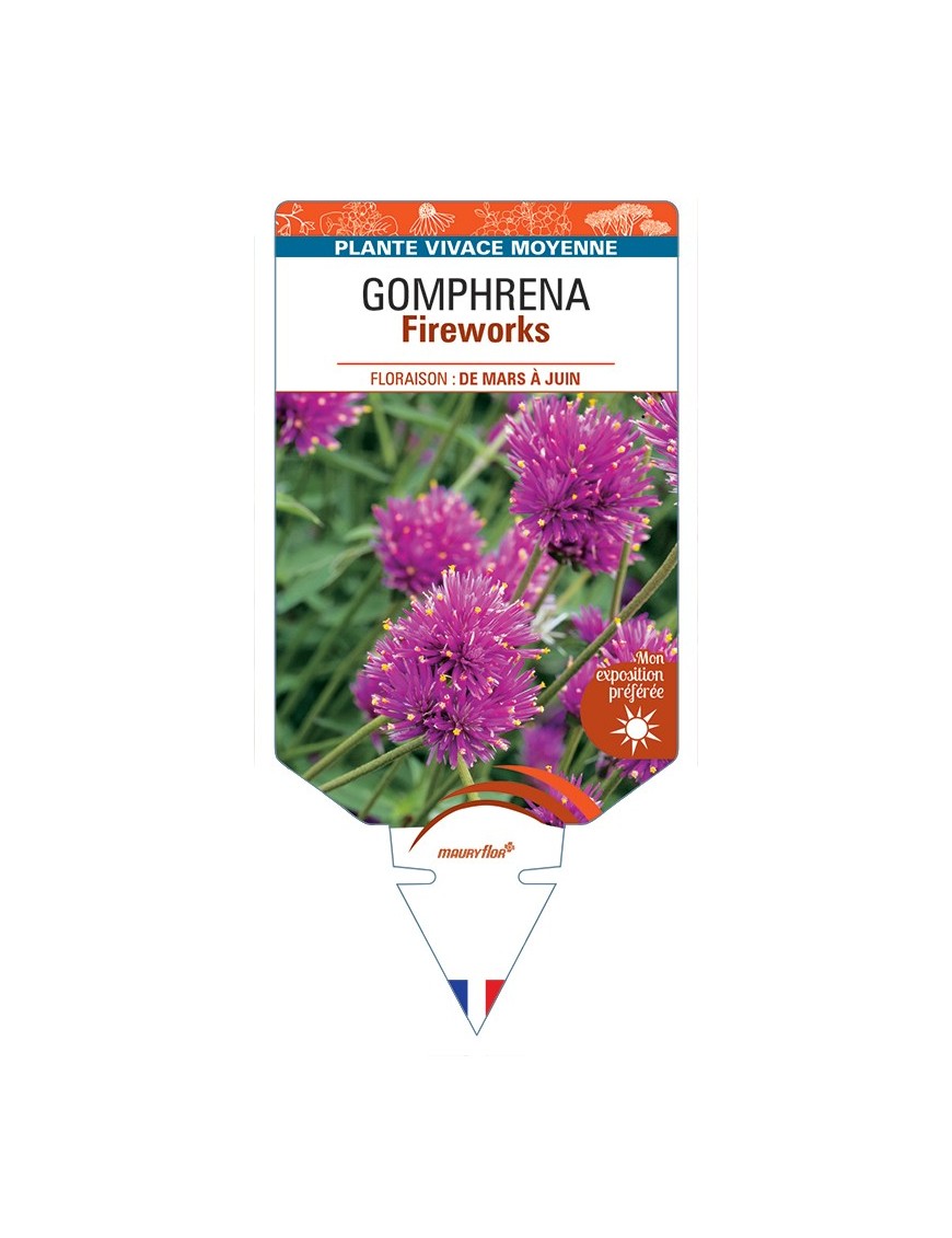 GOMPHRENA Fireworks