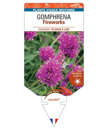 GOMPHRENA Fireworks