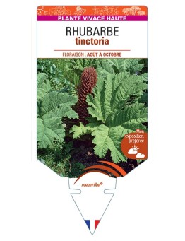 GUNNERA TINCTORIA voir Rhubarbe
