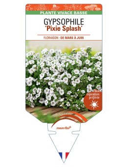GYPSOPHILA (cerastioides) Pixie Splash