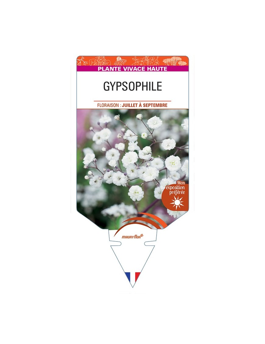 GYPSOPHILA (paniculata blanc)