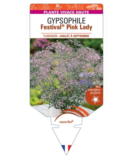 GYPSOPHILA (paniculata) Festival® Pink Lady