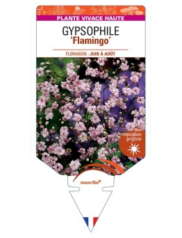 GYPSOPHILA (paniculata) Flamingo