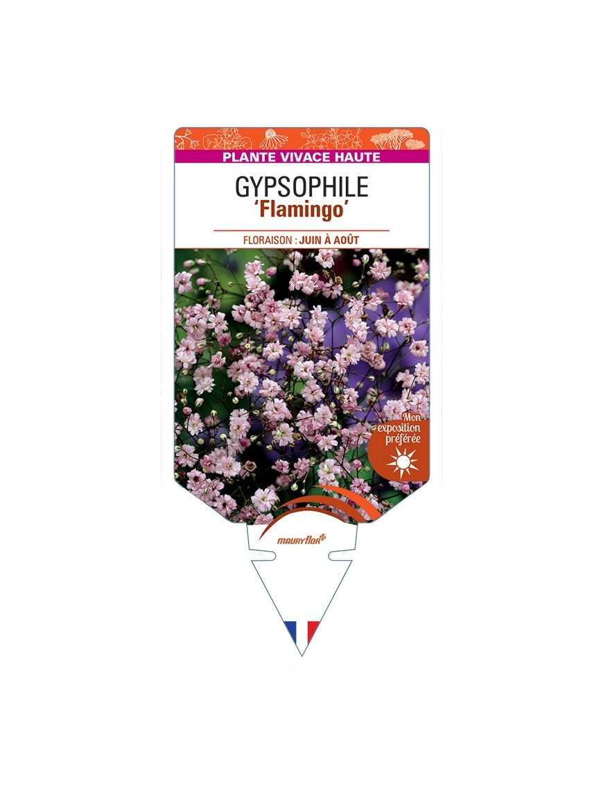 GYPSOPHILA (paniculata) Flamingo