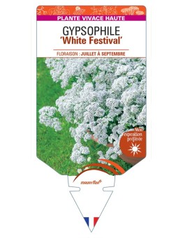 GYPSOPHILA (paniculata) White Festival