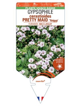 GYPSOPHILA cerastioides PRETTY MAID Yatgyp