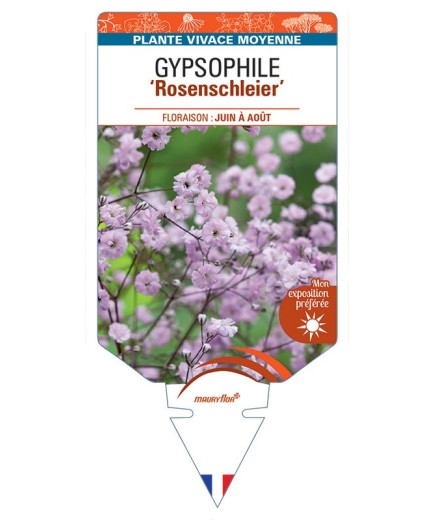 GYPSOPHILA PANICULATA ROSENSCHLEIER