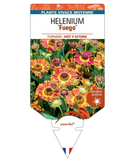 HELENIUM (autumnale) Fuego