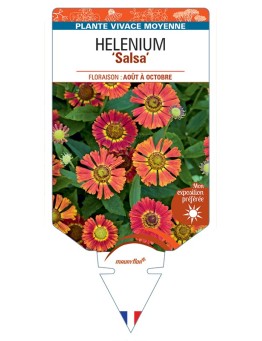 HELENIUM (autumnale) Salsa