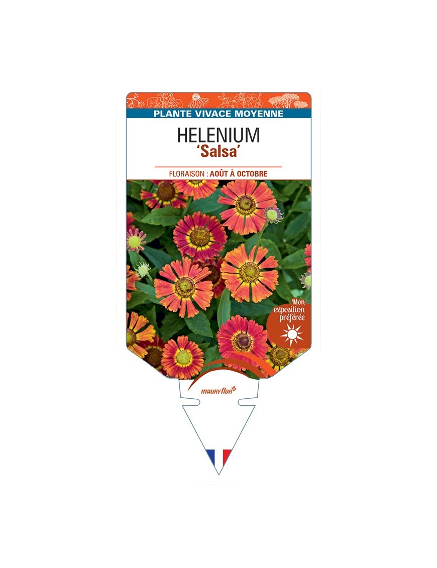 HELENIUM (autumnale) Salsa
