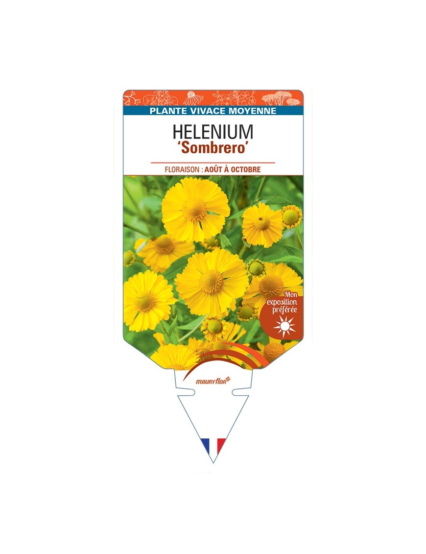 HELENIUM (autumnale) Sombrero