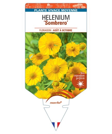 HELENIUM (autumnale) Sombrero
