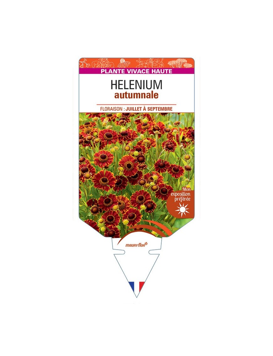 HELENIUM AUTUMNALE (orange)