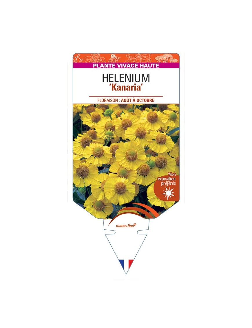 HELENIUM Kanaria