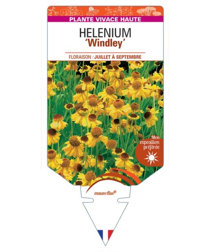 HELENIUM Windley