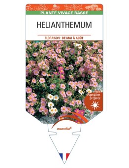 Hélianthème (apenninum x mummularium)