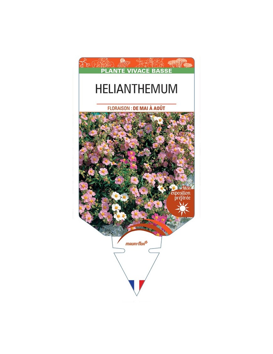 Hélianthème (apenninum x mummularium)