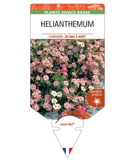 Hélianthème (apenninum x mummularium)
