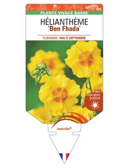 Hélianthème Ben Fhada