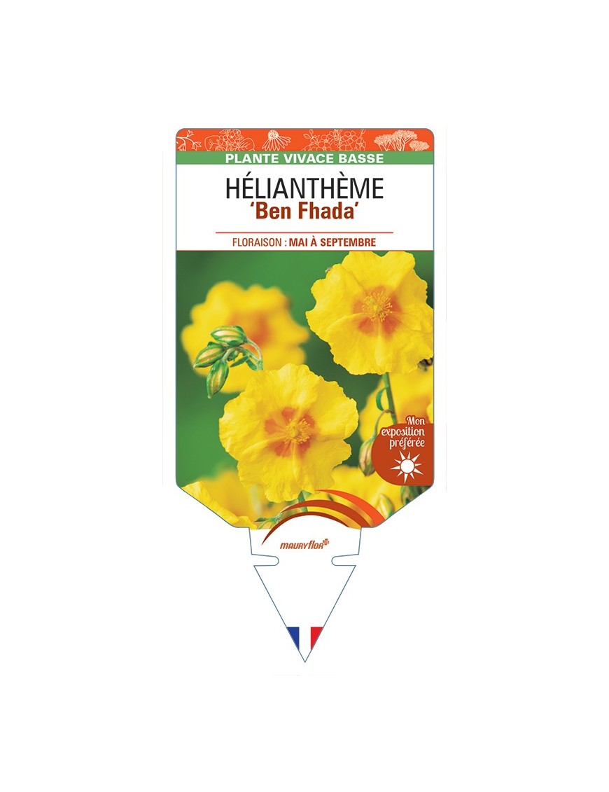 Hélianthème Ben Fhada