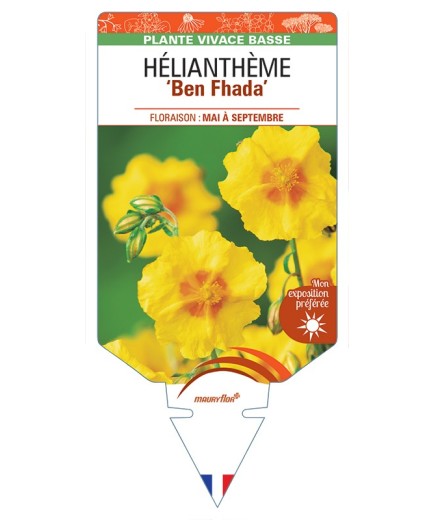 Hélianthème Ben Fhada