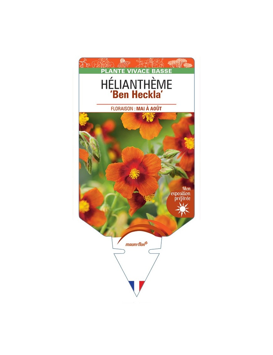 Hélianthème Ben Heckla