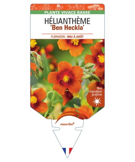 Hélianthème Ben Heckla