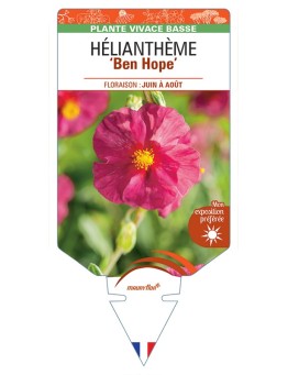Hélianthème Ben Hope