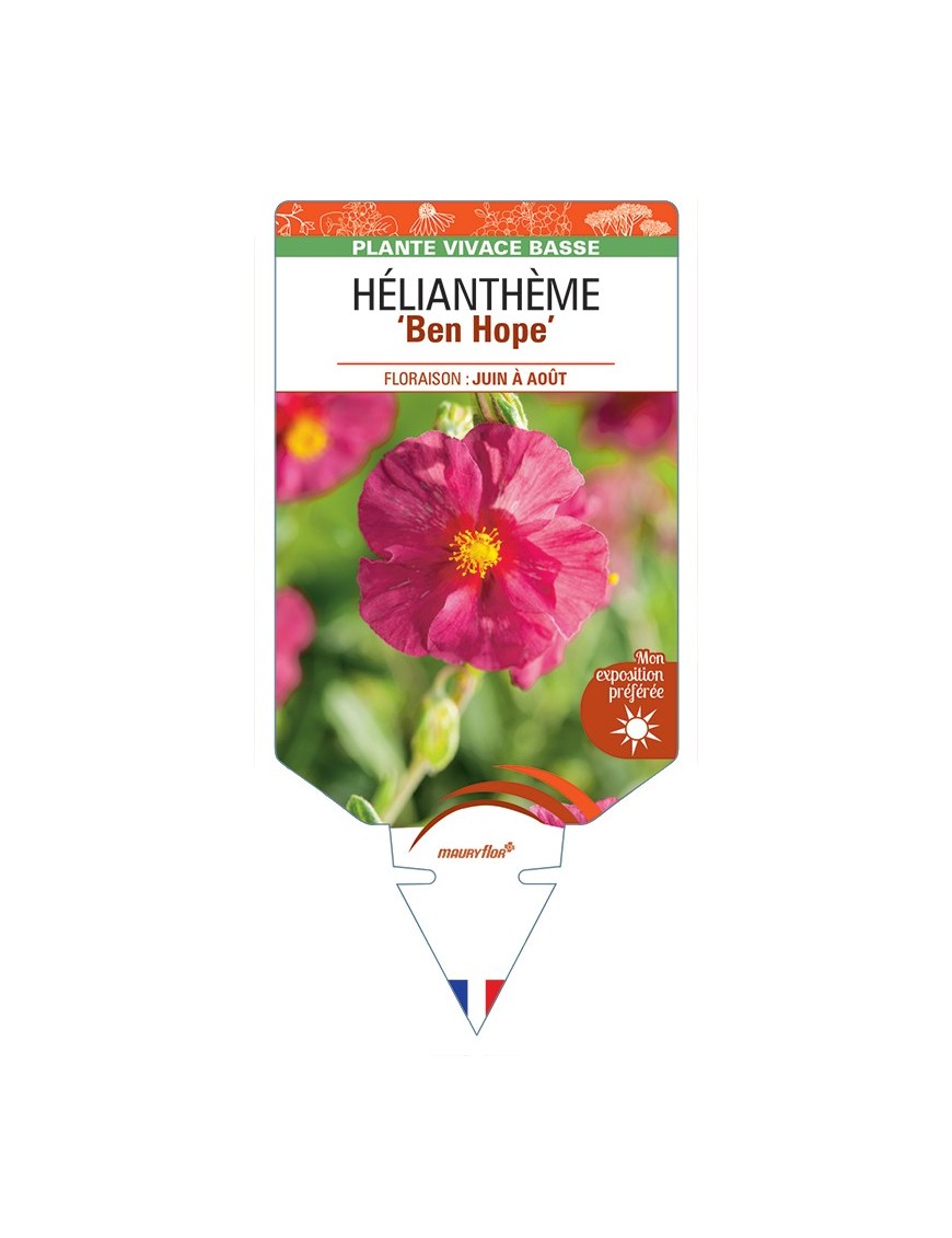 Hélianthème Ben Hope
