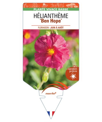 Hélianthème Ben Hope