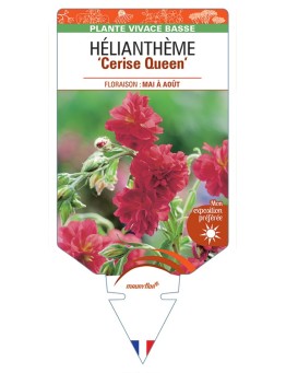 Hélianthème Cerise Queen