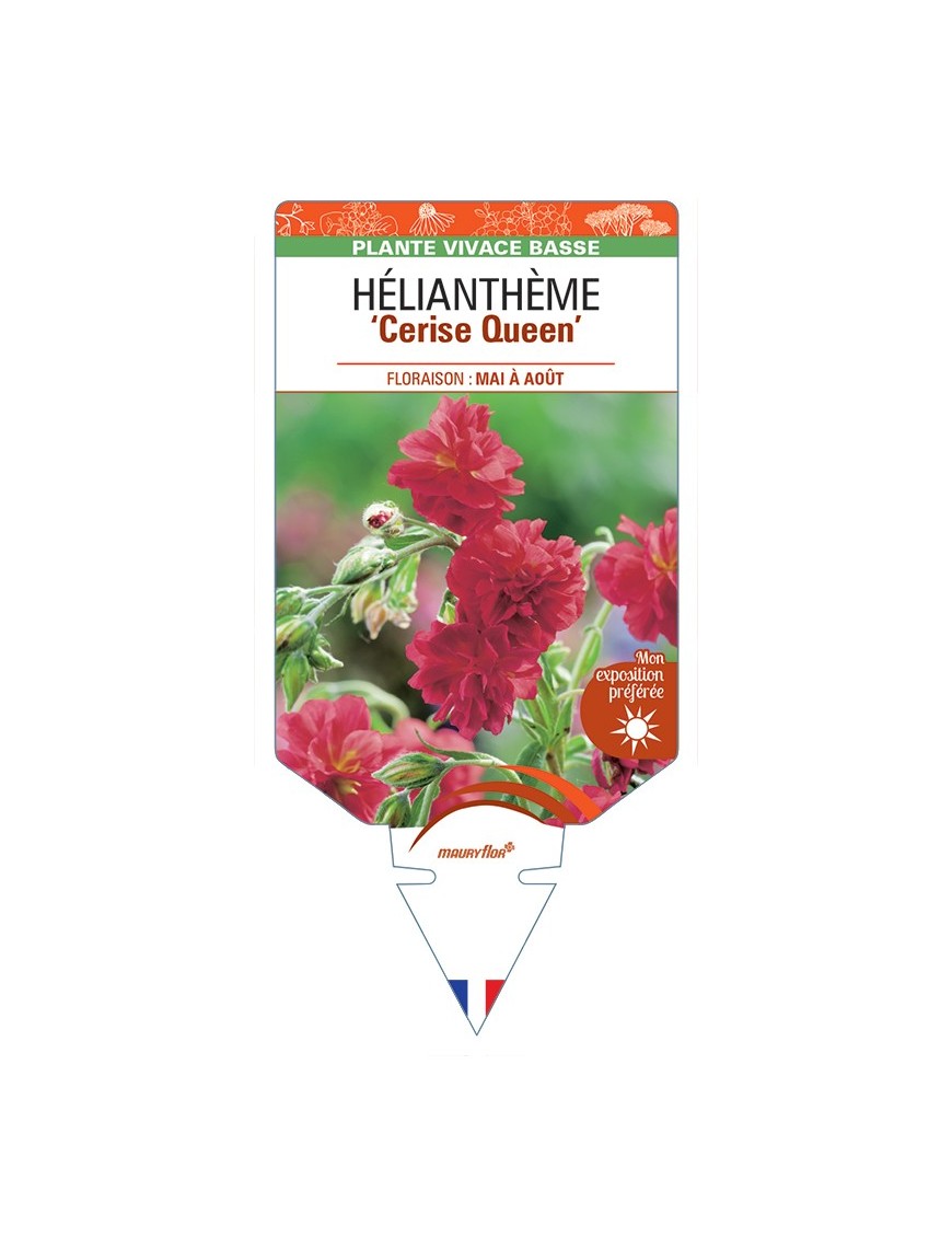 Hélianthème Cerise Queen