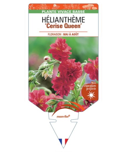 Hélianthème Cerise Queen