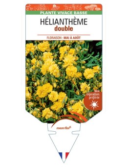 Hélianthème DOUBLE (jaune)