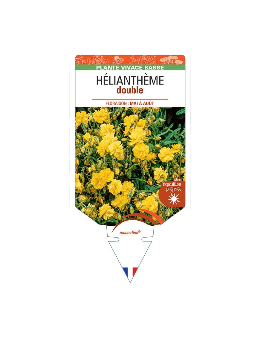 Hélianthème DOUBLE (jaune)