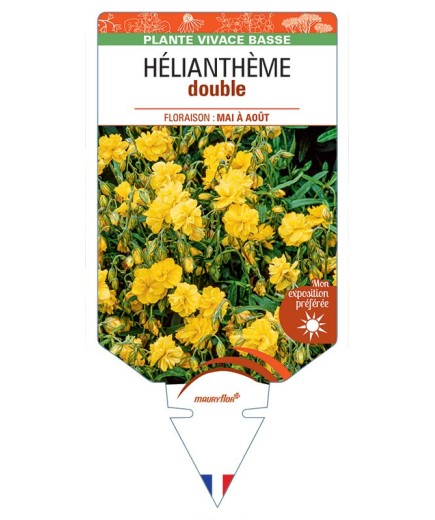 Hélianthème DOUBLE (jaune)