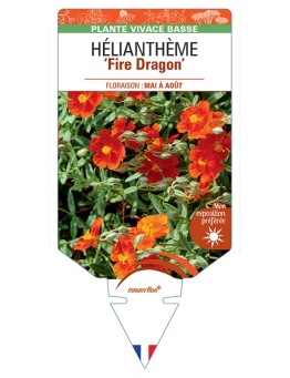 HELIANTHEMUM FIRE DRAGON
