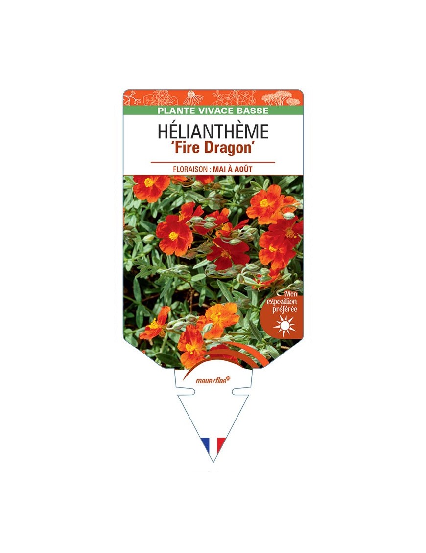 Hélianthème FIRE DRAGON