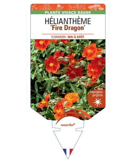 Hélianthème FIRE DRAGON