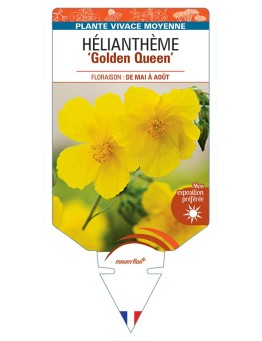 Hélianthème Golden Queen