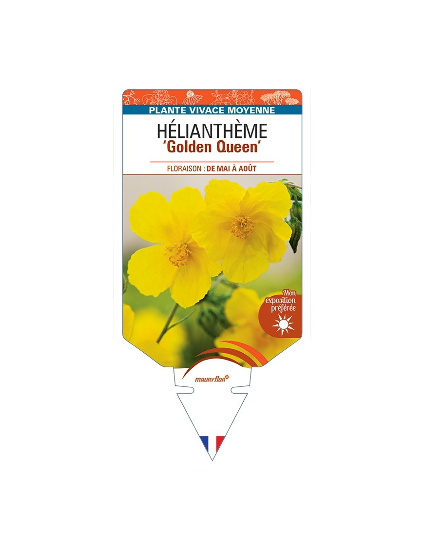 Hélianthème Golden Queen
