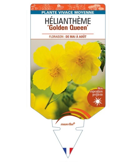 Hélianthème Golden Queen
