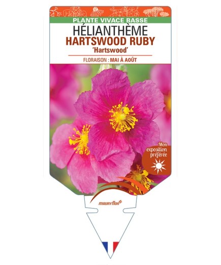 HELIANTHEMUM HARTSWOOD RUBY Hartswood
