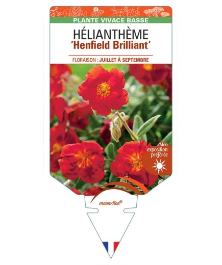 HELIANTHEMUM Henfield Brilliant