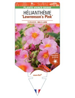 Hélianthème Lawrensons Pink