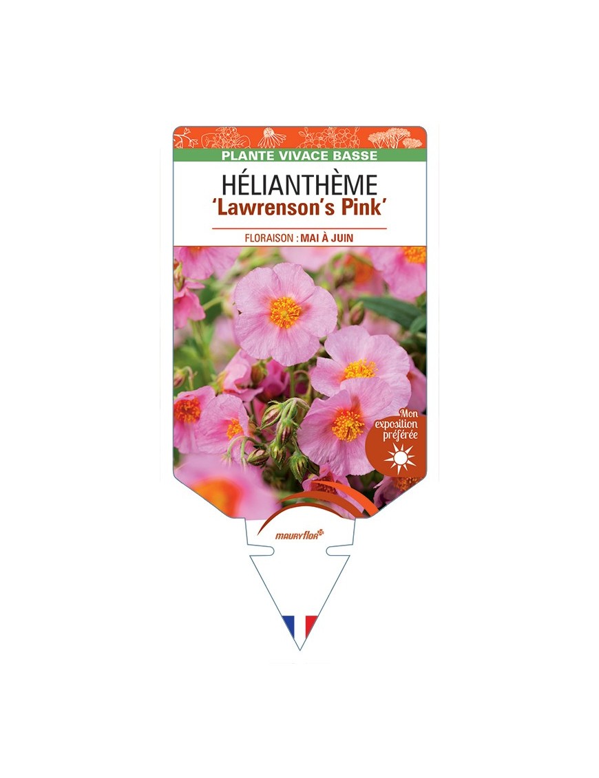 Hélianthème Lawrensons Pink
