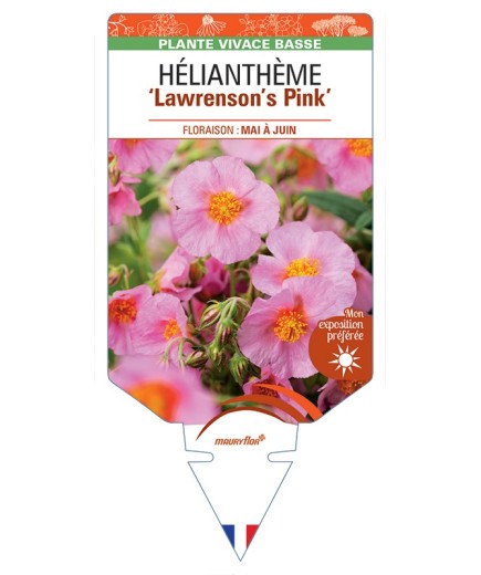 Hélianthème Lawrensons Pink